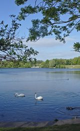 Cosmeston Lakes Country Park, near Penarth in the Vale of Glamorgan